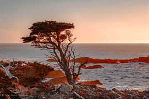 Lone Cypress-5951.jpg